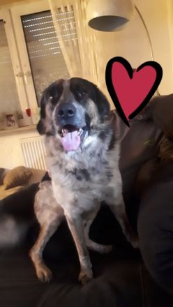 Robby ist ein schmusebedürftiger netter Hund der 11