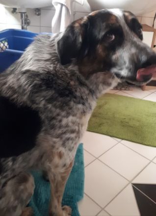 Robby ist ein schmusebedürftiger netter Hund der 11