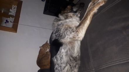 Robby ist ein schmusebedürftiger netter Hund der 11