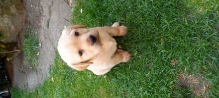 6 bezaubernde Welpen (2 schwarze Mädels, 2 beige Mädels