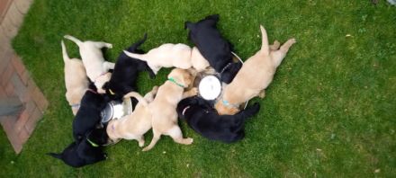 6 bezaubernde Welpen (2 schwarze Mädels, 2 beige Mädels