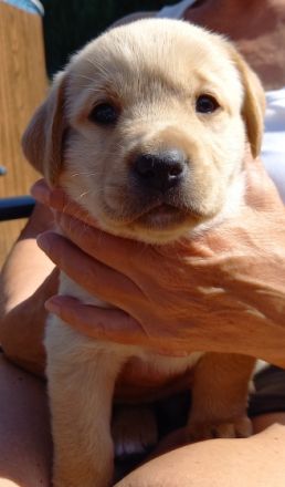 6 bezaubernde Welpen (2 schwarze Mädels, 2 beige Mädels