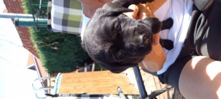 6 bezaubernde Welpen (2 schwarze Mädels, 2 beige Mädels