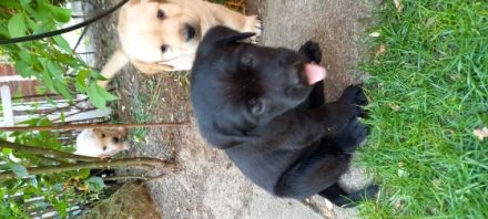 6 bezaubernde Welpen (2 schwarze Mädels, 2 beige Mädels