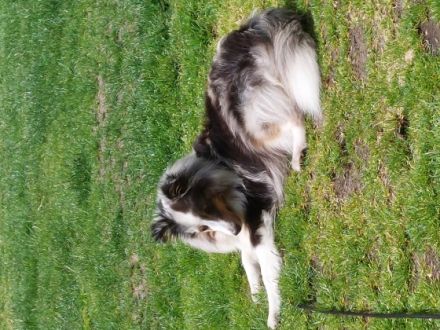 Wir suchen verantwortungsbewusste liebevolle Familien.