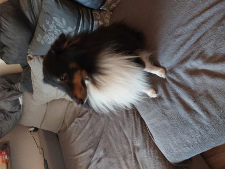 Wir suchen verantwortungsbewusste liebevolle Familien.