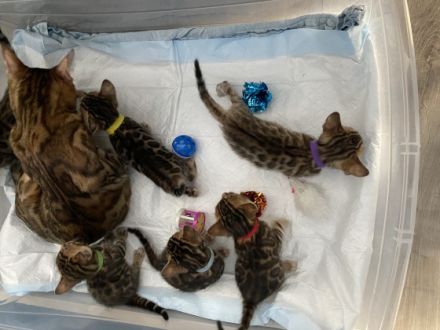 Wir bitten sehr hübsche und reinrassige Bengalkitten an