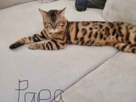 Wir bitten sehr hübsche und reinrassige Bengalkitten an