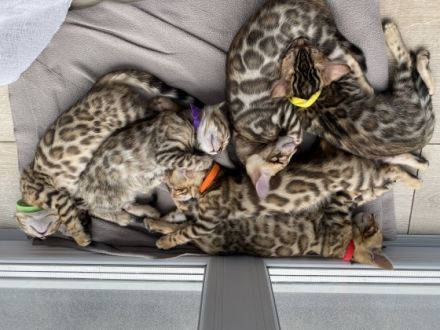 Wir bitten sehr hübsche und reinrassige Bengalkitten an
