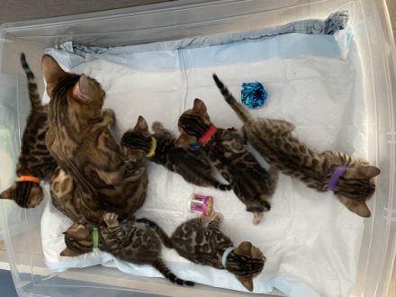 Wir bitten sehr hübsche und reinrassige Bengalkitten an