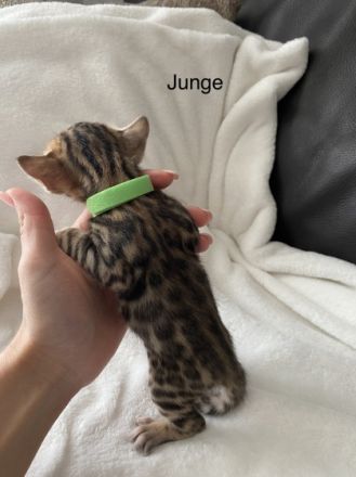 Wir bitten sehr hübsche und reinrassige Bengalkitten an