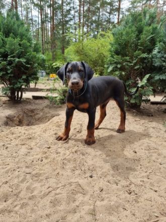 Unsere Babys sind am 29.3 geboren. Es sind 4 Rüden und