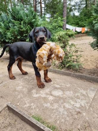 Unsere Babys sind am 29.3 geboren. Es sind 4 Rüden und