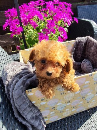 haben mit Gesundheitszeugnis.Im alter von 12 Wochen