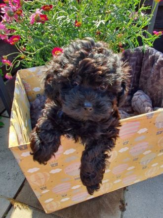 haben mit Gesundheitszeugnis.Im alter von 12 Wochen