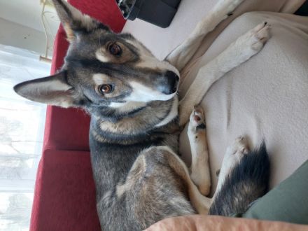 Chicco, Aus Gesundheitlichen Gründen müssen wir unseren