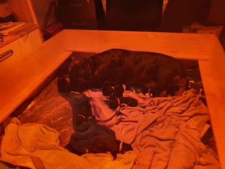 Wir haben 9 Welpen am 19.05.2022 bekommen . Die können