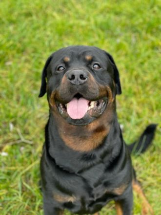 Wir haben 9 Welpen am 19.05.2022 bekommen . Die können