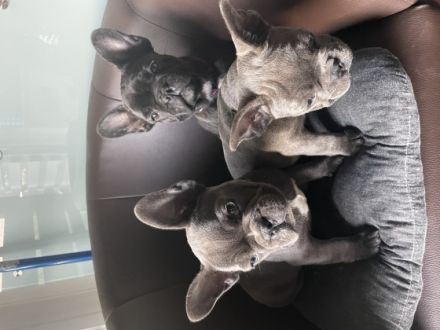 Unsere französische Bulldogge Sheyla hat am 21.2.2022,3