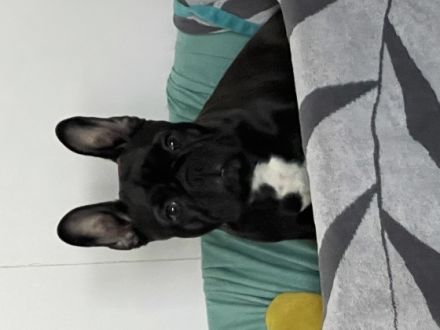 Unsere französische Bulldogge Sheyla hat am 21.2.2022,3