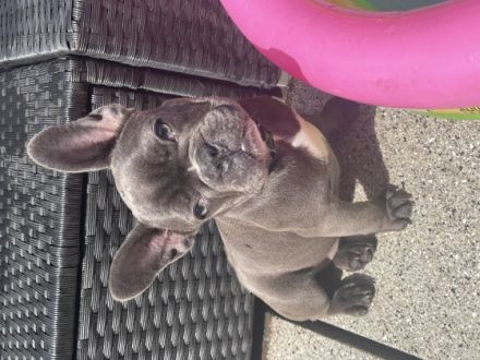 Unsere französische Bulldogge Sheyla hat am 21.2.2022,3