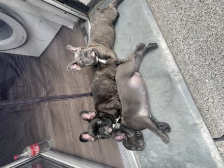 Unsere französische Bulldogge Sheyla hat am 21.2.2022,3