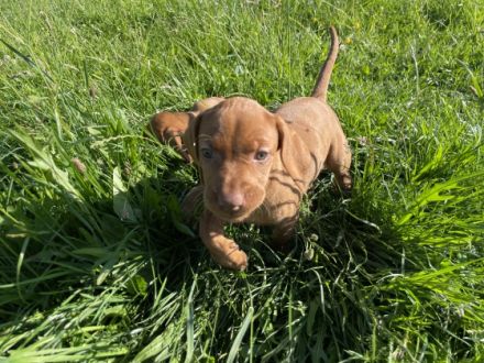 Unser Nachwuchs ist da. Unsere Welpen sind als