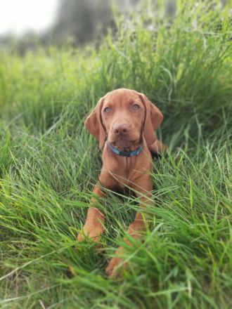 Unser Nachwuchs ist da. Unsere Welpen sind als