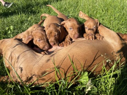Unser Nachwuchs ist da. Unsere Welpen sind als