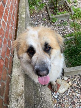 6 liebenswerte Hunde suchen ein neues Zuhause. Es