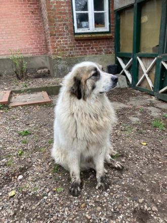 6 liebenswerte Hunde suchen ein neues Zuhause. Es