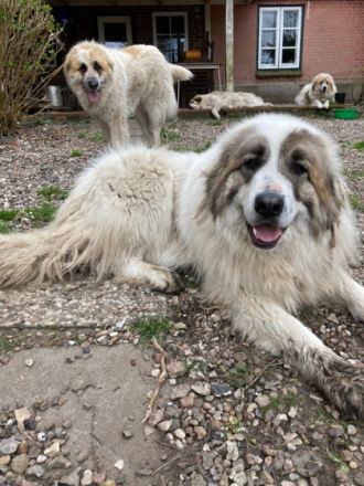 6 liebenswerte Hunde suchen ein neues Zuhause. Es