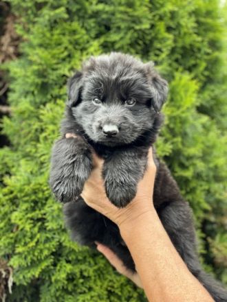 2 schwarze Rüden, 1 schwarze Hündin und 2 schwarz