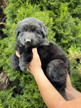 2 schwarze Rüden, 1 schwarze Hündin und 2 schwarz