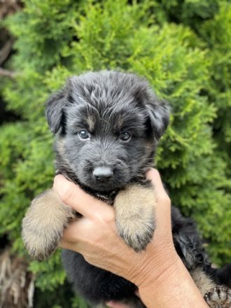 2 schwarze Rüden, 1 schwarze Hündin und 2 schwarz