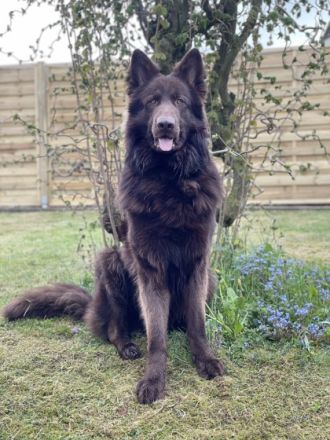 2 schwarze Rüden, 1 schwarze Hündin und 2 schwarz