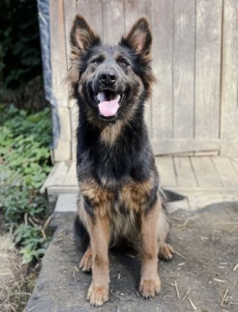 2 schwarze Rüden, 1 schwarze Hündin und 2 schwarz