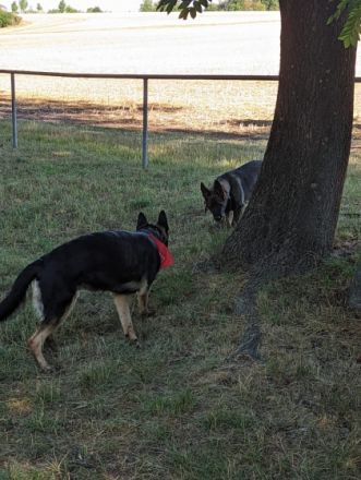 Am 31.03.2022 hat unsere 5 jährige Schäferhundin Luna