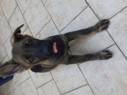 Am 31.03.2022 hat unsere 5 jährige Schäferhundin Luna