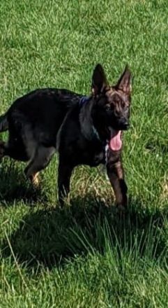 Am 31.03.2022 hat unsere 5 jährige Schäferhundin Luna