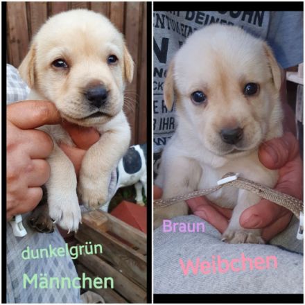 ❤❤❤ 6 kleine Fellnasen suchen ab Ende Juni noch ein