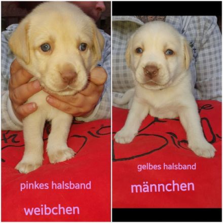 ❤❤❤ 6 kleine Fellnasen suchen ab Ende Juni noch ein