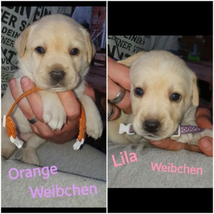 ❤❤❤ 6 kleine Fellnasen suchen ab Ende Juni noch ein