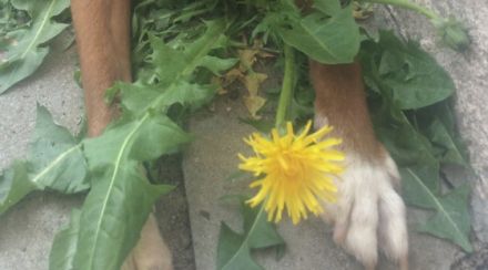 Loe, Kleiner Hund sucht liebes Zuhause- ohne Katzen.