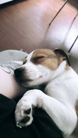 Wir suchen ein neues Zuhause für unser lieber Jack