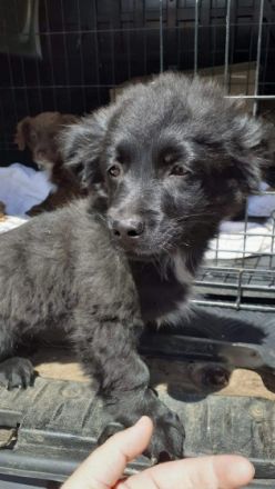 Aky, kleiner Mix-Welpe, sucht jetzt seine Familie. Ein