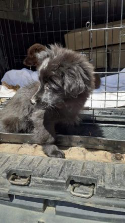 Aky, kleiner Mix-Welpe, sucht jetzt seine Familie. Ein