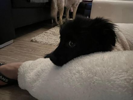 Aky, kleiner Mix-Welpe, sucht jetzt seine Familie. Ein