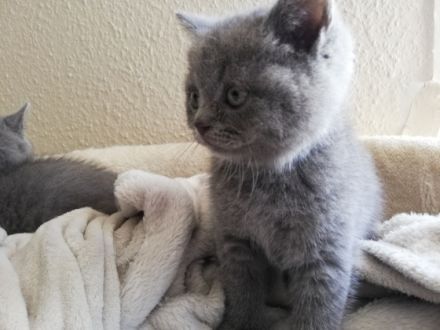 Britisch Kurzhaar, Kitten