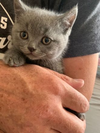 Britisch Kurzhaar, Kitten